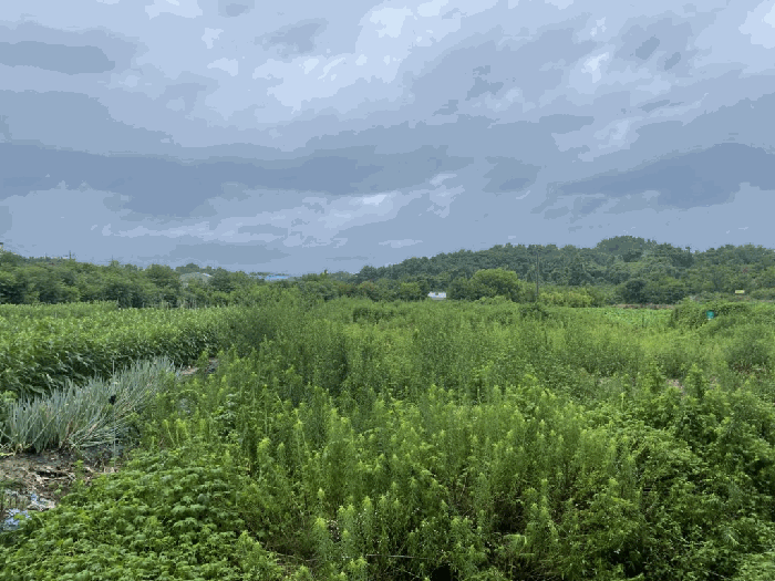 경남 함안군 칠서면 용성리 391-1 전 사진 5