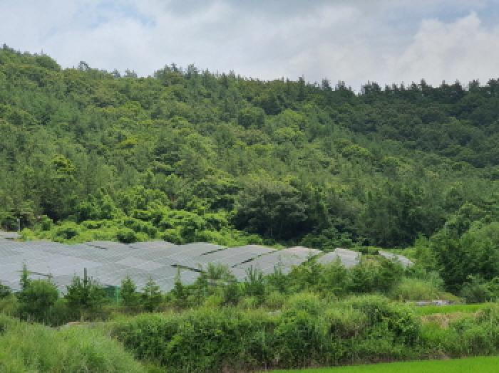 전남 강진군 도암면 봉황리 산23-4 외 1필지 임야 사진 2
