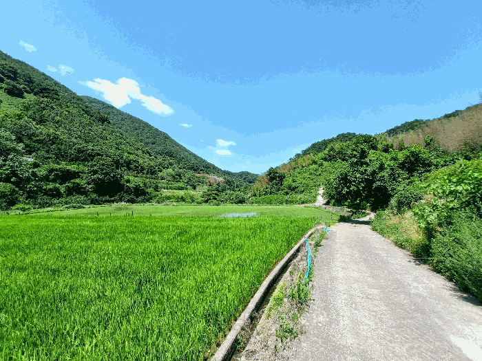 경남 하동군 청암면 명호리 625 외 1필지 답 사진 5