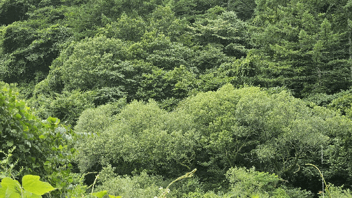 경남 하동군 청암면 묵계리 203 외 1필지 답 사진 3