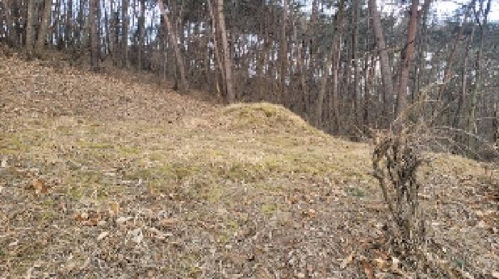 경남 함안군 법수면 주물리 산36 임야 사진 4