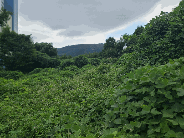 경남 거제시 일운면 소동리 146-2 전 사진 4