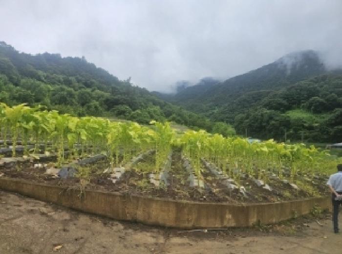 충북 단양군 영춘면 사이곡리 335 전 사진 4