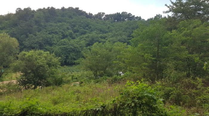 충남 천안시 서북구 신당동 144-1 전 사진 2