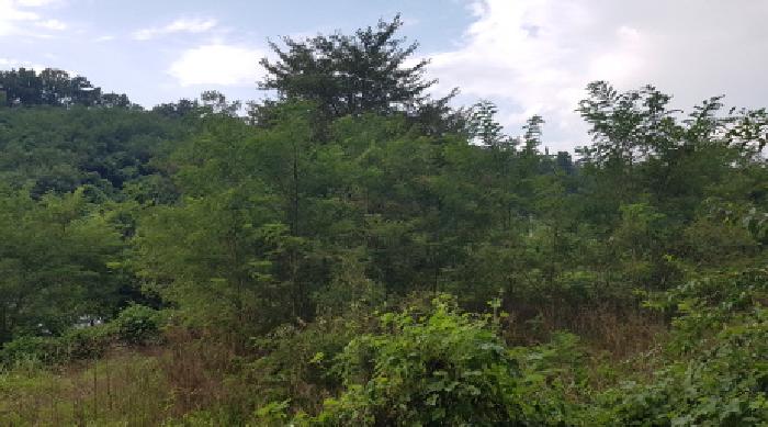 충남 천안시 서북구 신당동 144-1 전 사진 3